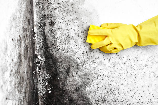 Best Mold Damage Repair  in Marathon, FL