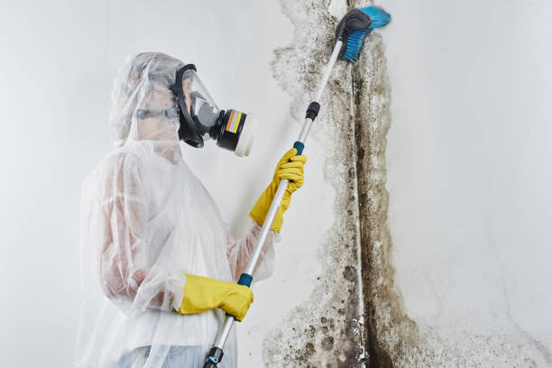 Best Residential Mold Removal  in Marathon, FL