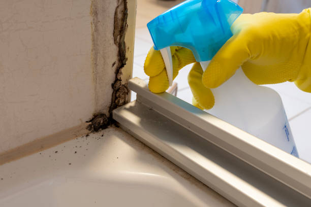Best Mold Remediation  in Marathon, FL