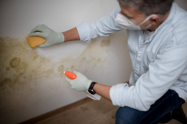 Best Commercial Mold Removal  in Marathon, FL
