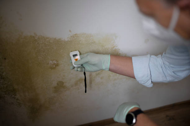 Best Fast Mold Removal  in Marathon, FL