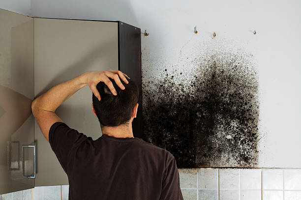 Best Office Mold Removal Services  in Marathon, FL