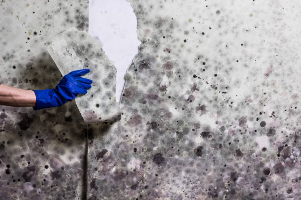 Best Toxic Mold Removal  in Marathon, FL