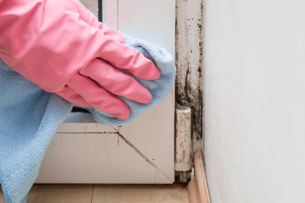 Office Mold Removal Services in Marathon, FL